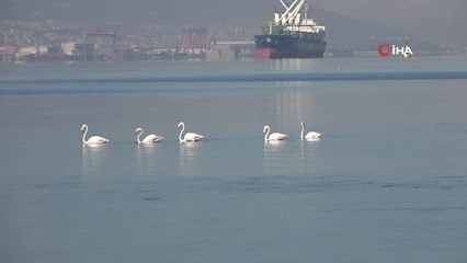 下载视频: İzmit Körfezi'nin sevimli misafirleri flamingolar, göç mevsiminin başlamasıyla birlikte yeniden kente gelmeye başladı