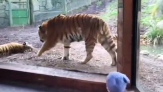 A fight between two tigers in the zoo