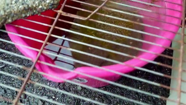 [Record de croissance du medaka Mainichi] [Hayashi-chan, une tortue verte sans main gauche] [4K] [Jumbota Nishi] [Veuillez me dire comment élever le medaka] [Est-ce que Kitahira Daiki est le meilleur !?] [Bonjour, veuillez commenter ] 220921