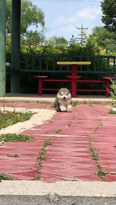 Cute pet萌宠，kitty猫咪，Cat喵星人，Adorable萌萌哒，Cute小可爱，Pet rabbit宠物兔，Pet rat宠物鼠，PetDog宠物狗狗～