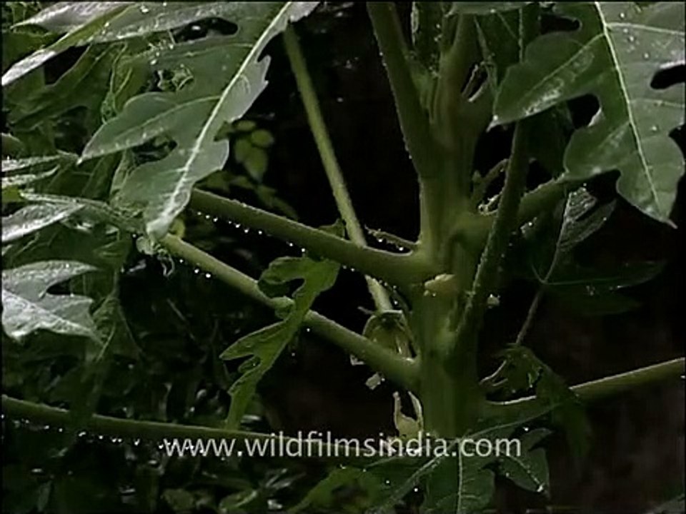 Papaya tree and Philodendron bipinnatifidum creeper