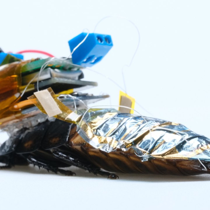 Des chercheurs développent des "cafards cyborgs" pour sauver des vies - carré