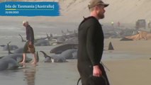 Australia: aparecen 230 ballenas varadas en la isla Tasmania | EL PAÍS