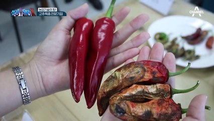 세계 최초 탄저병 저항성 고추 개발! 고추농가와 국내 농업발전을 선도한다