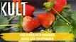 Cultiver des fraises sous les tropiques