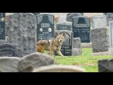 Inside the war against Southern California's urban coyotes 'Horrific' or