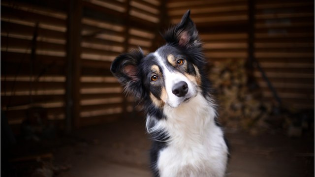 Rescue’s tears of joy as this anxious blind dog finally finds a loving stress-free home