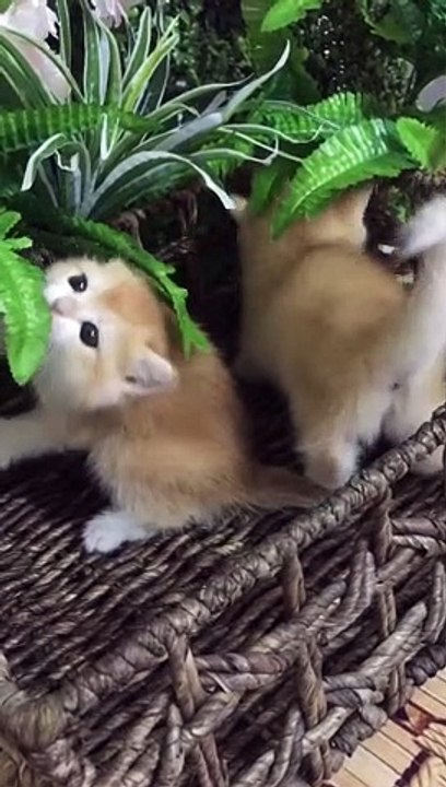 Cute pet萌宠，kitty猫咪，Cat喵星人，Adorable萌萌哒，Cute小可爱，Pet rabbit宠物兔，Pet rat宠物鼠，PetDog宠物狗狗～