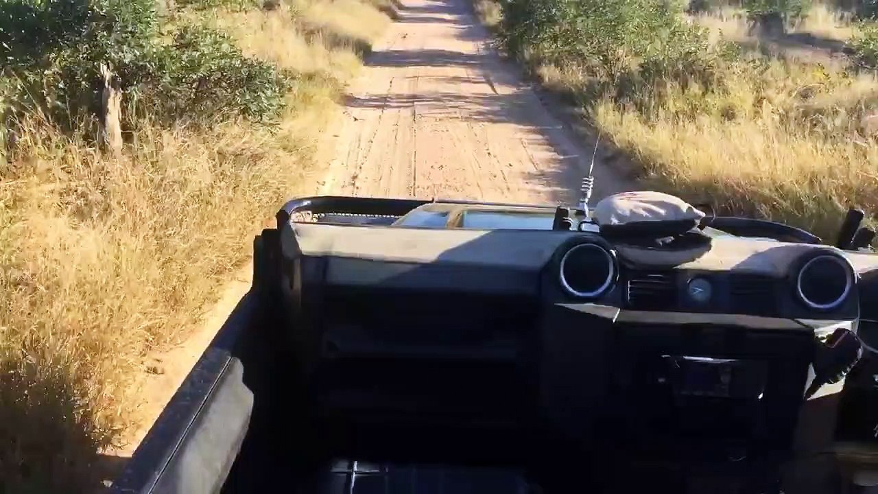 Lion Roaring - LIVE!
