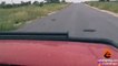 Puff Adder Snakes Fighting in the Road