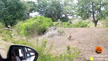 2016's Top 10 Wildlife Sightings - Compilation