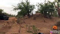 MALE LION ATTACKS & KILLS BABY HYENA