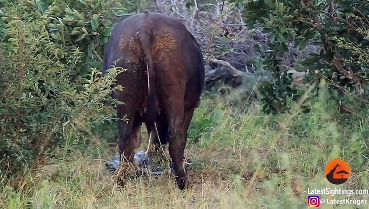 Watch This Wild Buffalo Give Birth