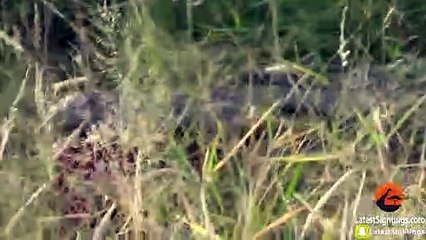 Huge Crocodile Dragging Kill Over the Road