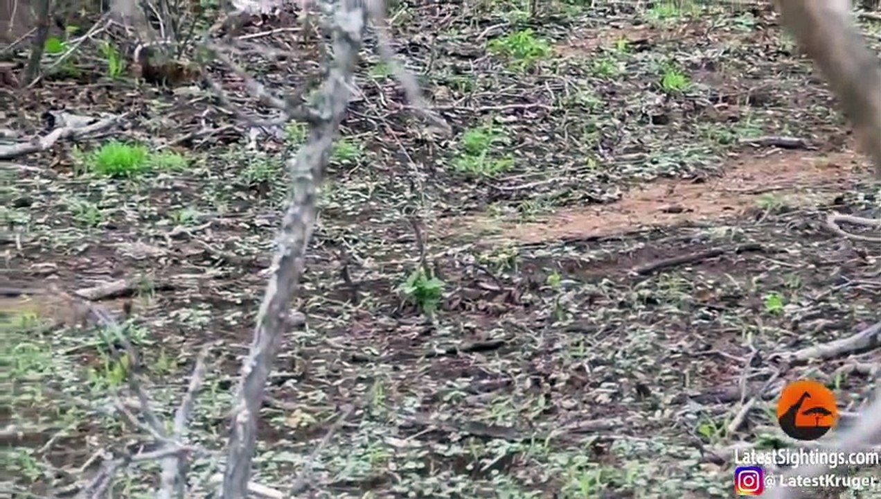 BIRD vs SNAKE