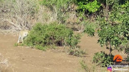 Leopard Chases Mongoose in a Game of Cat and Mouse