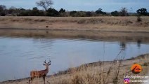 Impala vs Wild Dogs vs Crocodile vs Hippo