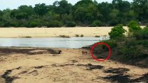 Baby Hippo Protects Mother From Lion