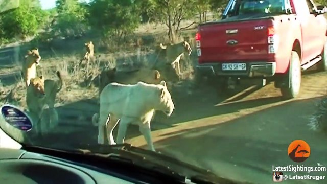 Porcupine Takes on Pride of Lions (Including rare white lion)
