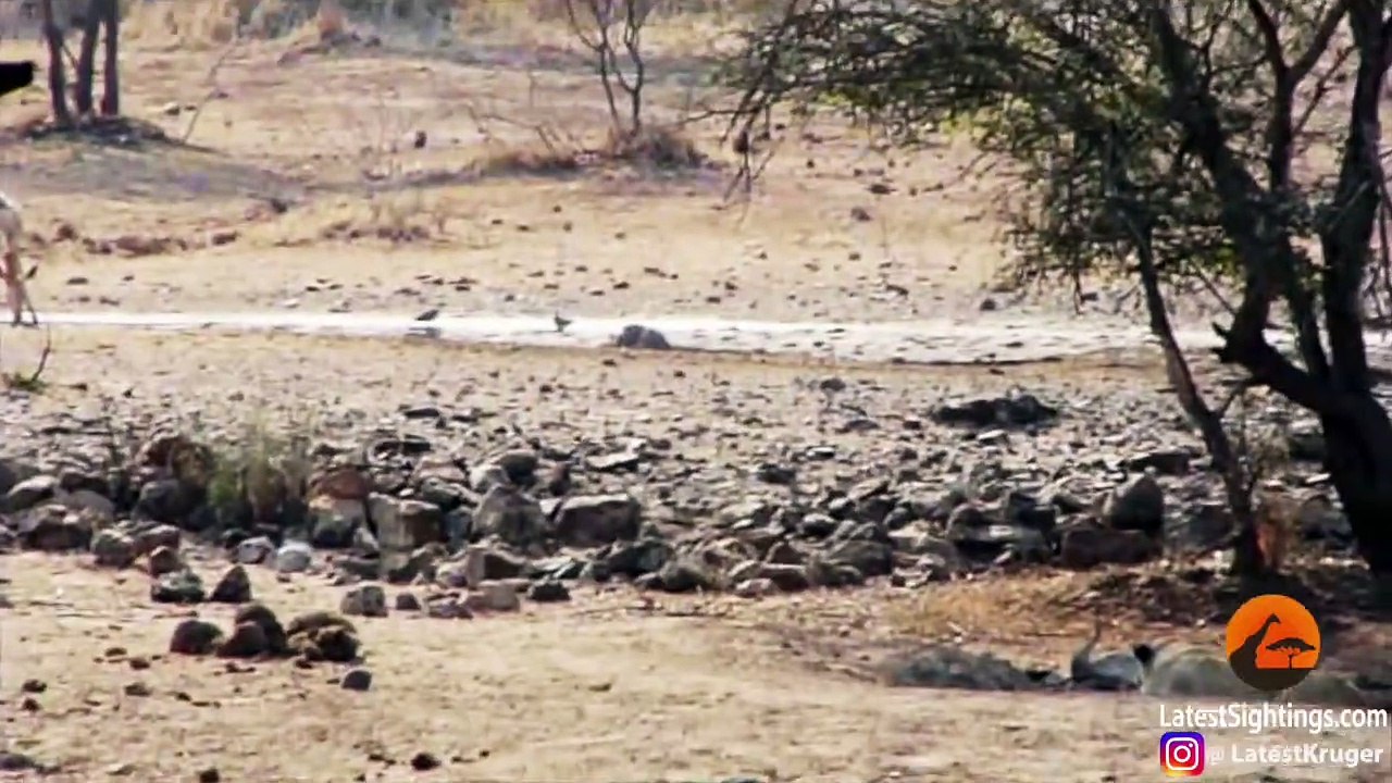 Worst Lion Hunt Fail Ever!
