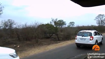 Leopard Kills Warthog & Lion Steals It!