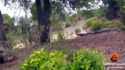 Battle Between Leopard & Wildebeest Mother over Calf