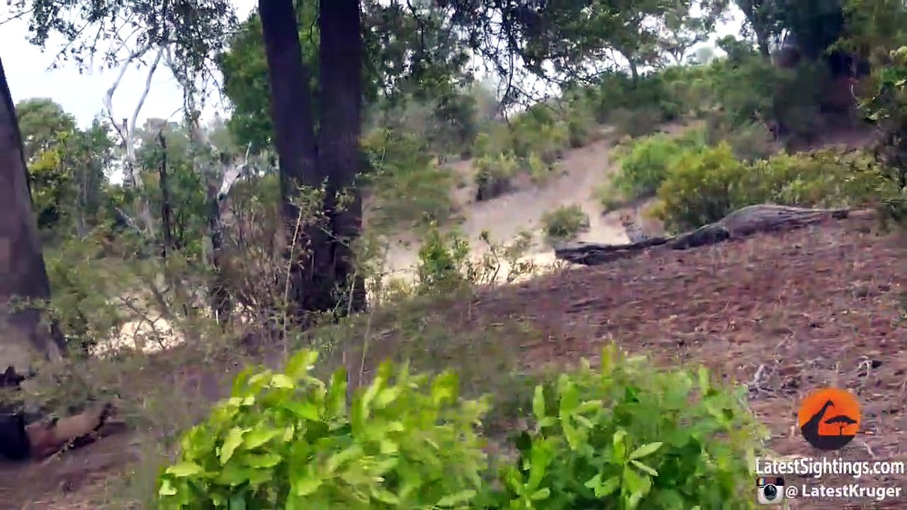 Battle Between Leopard & Wildebeest Mother over Calf