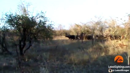 Buffaloes Stop 3 Male Lions From Killing Another Lion