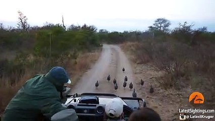 Surprise Leopard Hunt in Front of Safari Vehicle Caught on Camera