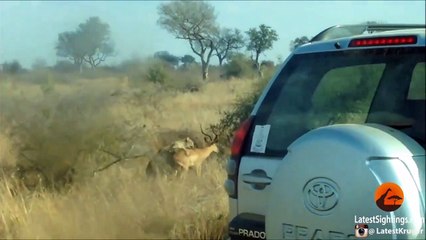 Cheetah Kills Male Impala Right Next to Road