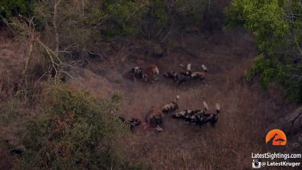 Wild Dogs Attack Spotted Hyenas to Defend Their Kill