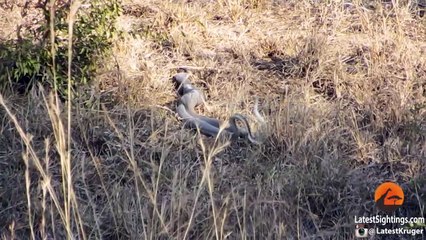 Fighting Black Mamba Snakes