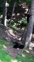 Mama Bear fait la sieste pendant que les louveteaux jouent dans l'arbre - Buzz Buddy