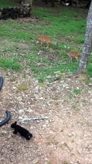 Mignon Cub chasse le cerf - Buzz Buddy