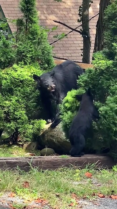 Bébé ours bourdonnant dans les buissons - Buzz Buddy
