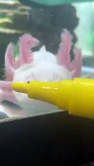 Boop l'Axolotl tient toujours pour se transformer en personnage Mini Boss - Buzz Buddy