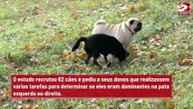 Estudo sugere que donos canhotos deveriam ter cães canhotos