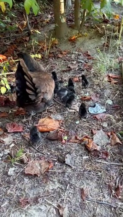 Too Many Clucks in the Chicken