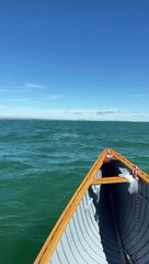 Caribou va nager - Buzz Buddy