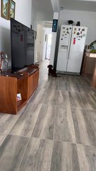 Les chiens jouent à cache-cache - Buzz Buddy