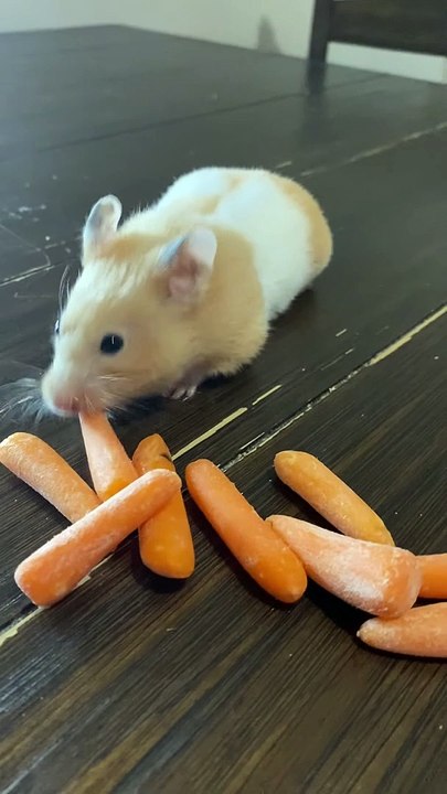 Hamster fourre des carottes dans ses joues - Buzz Buddy