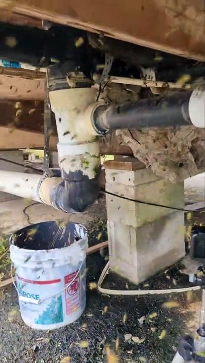 Massive Yellow Jacket Swarm - Buzz Buddy