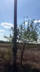 La petite tornade fouette les tiges de maïs - Buzz Buddy