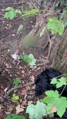 Un homme et des chiens sauvent un bébé écureuil paralysé - Buzz Buddy