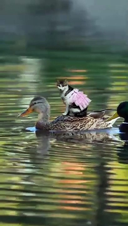 Funny Animals Videos Funniest Cats Videos