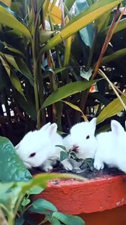 Rabbit