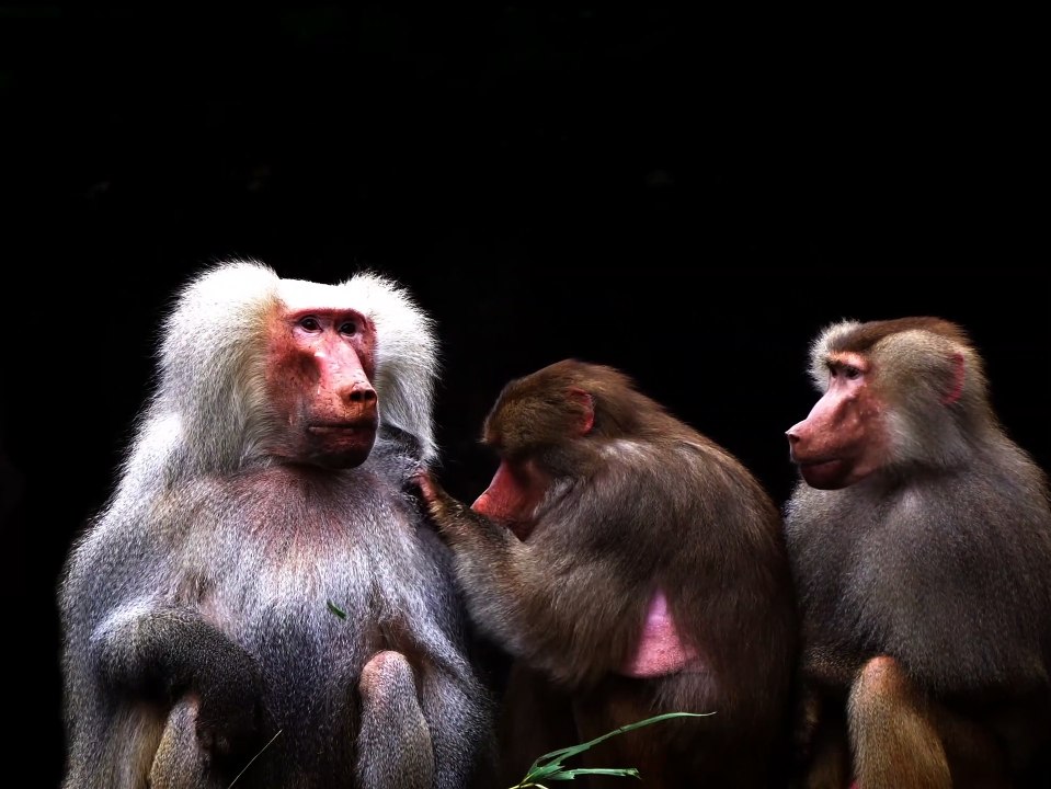 So cute and beautiful baboons