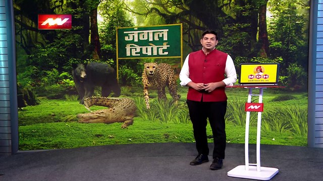 Cheetah Breaking : कुनो नेशनल पार्क में चीतों को बसाने के बाद जेब्रा और जिराफ लाने की तैयारी |