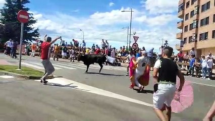 Los novillos a la entrada de Soria