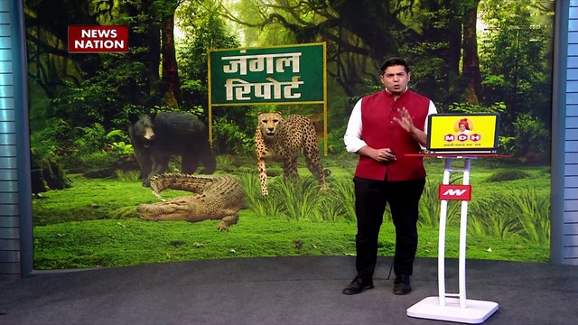 Cheetah Breaking : चीतों के दीदार के लिए करना होगा 1 महीने का इंतजार | MP News |